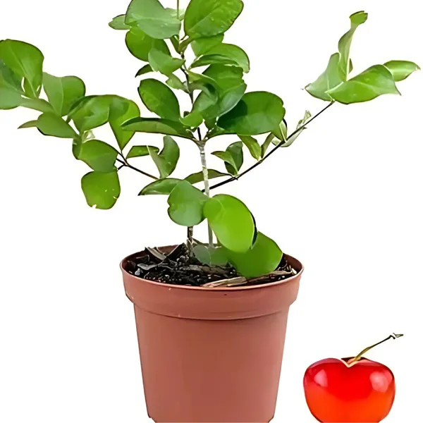Barbados_Cherry_Plant_|_Air_Layered_Exotic_High_Vitamin_C_Variety_|_Sweet_Tangy_Fruits_|_High_Yield_|_Healthy_Live_Plant_Guaranteed