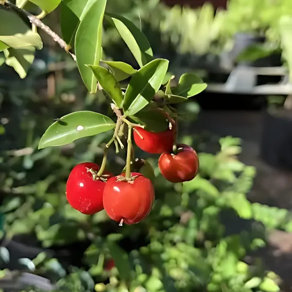 Barbados_Cherry_Plant_|_Air_Layered_Exotic_High_Vitamin_C_Variety_|_Sweet_Tangy_Fruits_|_High_Yield_|_Healthy_Live_Plant_Guaranteed