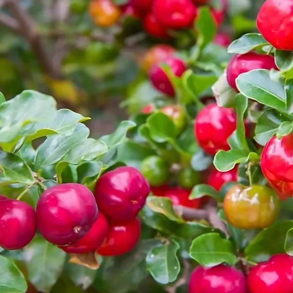 Barbados_Cherry_Plant_|_Air_Layered_Exotic_High_Vitamin_C_Variety_|_Sweet_Tangy_Fruits_|_High_Yield_|_Healthy_Live_Plant_Guaranteed