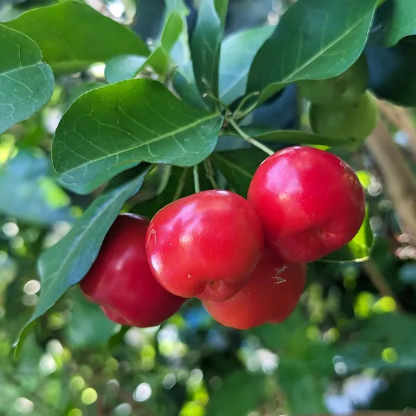 Barbados_Cherry_Plant_|_Air_Layered_Exotic_High_Vitamin_C_Variety_|_Sweet_Tangy_Fruits_|_High_Yield_|_Healthy_Live_Plant_Guaranteed