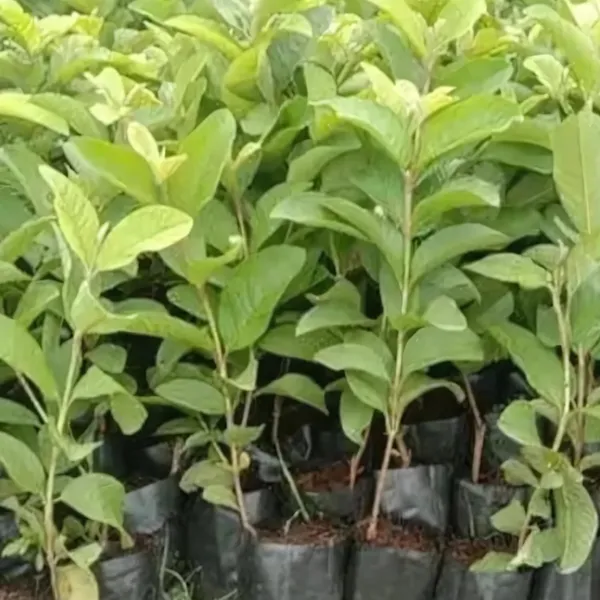 Thai_7_Guava_Plant_|_Air_Layered_High_Yield_Variety_|_Large_Sweet_Fruits_|_Early_Fruiting_|_Healthy_Live_Plant_Guaranteed