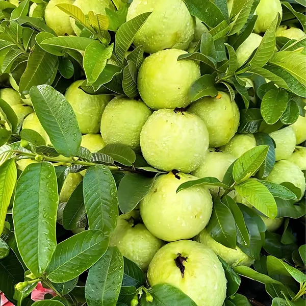 Thai_7_Guava_Plant_|_Air_Layered_High_Yield_Variety_|_Large_Sweet_Fruits_|_Early_Fruiting_|_Healthy_Live_Plant_Guaranteed