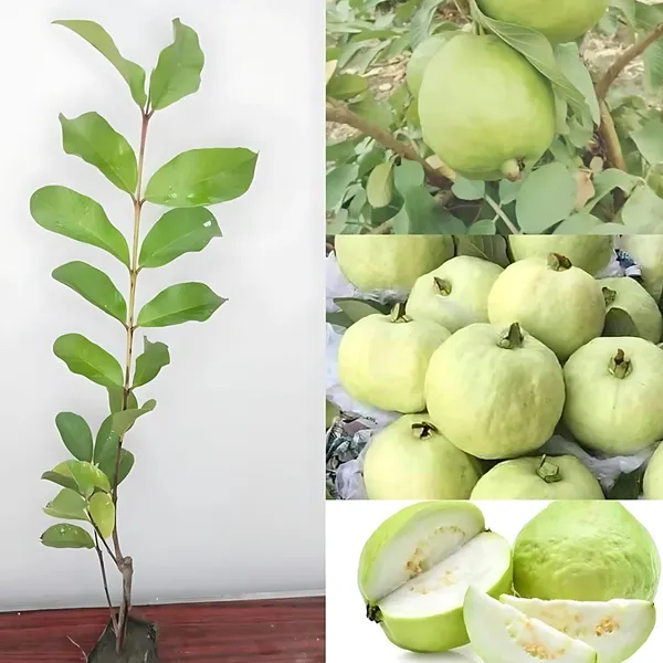 Thai_7_Guava_Plant_|_Air_Layered_High_Yield_Variety_|_Large_Sweet_Fruits_|_Early_Fruiting_|_Healthy_Live_Plant_Guaranteed
