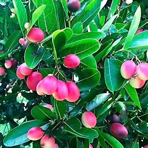 Thai_Sweet_Carissa_Carandas_(Karamcha_/_Karonda)_Plant_|_Air_Layered_Exotic_High_Yield_Variety_|_Sweet_Tangy_Fruits_|_Healthy_Live_Plant_Guaranteed