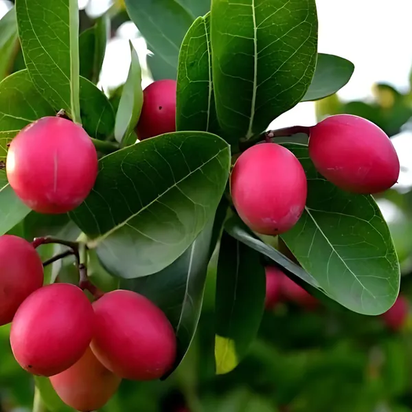 Thai_Sweet_Carissa_Carandas_(Karamcha_/_Karonda)_Plant_|_Air_Layered_Exotic_High_Yield_Variety_|_Sweet_Tangy_Fruits_|_Healthy_Live_Plant_Guaranteed
