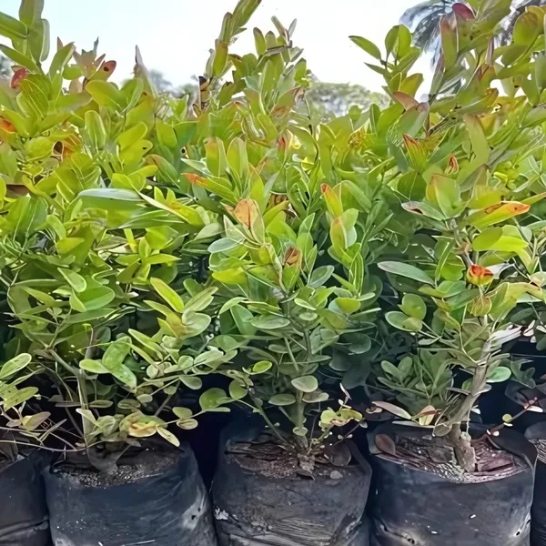 Thai_Sweet_Carissa_Carandas_(Karamcha_/_Karonda)_Plant_|_Air_Layered_Exotic_High_Yield_Variety_|_Sweet_Tangy_Fruits_|_Healthy_Live_Plant_Guaranteed