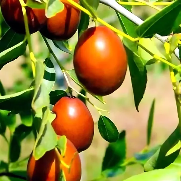 Thai_Sweet_Carissa_Carandas_(Karamcha_/_Karonda)_Plant_|_Air_Layered_Exotic_High_Yield_Variety_|_Sweet_Tangy_Fruits_|_Healthy_Live_Plant_Guaranteed