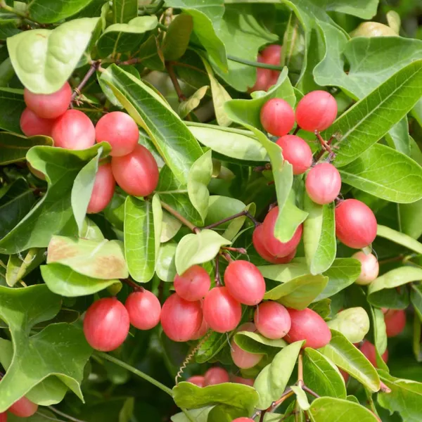 Carissa_Carandas_(Karonda_/_Karamcha)_Plant_|_Air_Layered_High_Yield_Variety_|_Sweet_Tangy_Fruits_|_Suitable_for_All_Climates_|_Healthy_Live_Plant_Guaranteed