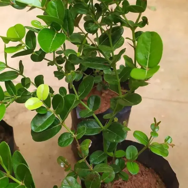 Carissa_Carandas_(Karonda_/_Karamcha)_Plant_|_Air_Layered_High_Yield_Variety_|_Sweet_Tangy_Fruits_|_Suitable_for_All_Climates_|_Healthy_Live_Plant_Guaranteed