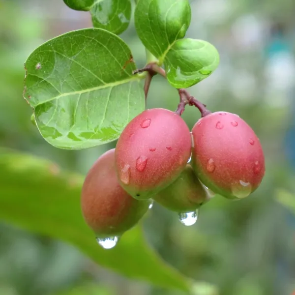 Carissa_Carandas_(Karonda_/_Karamcha)_Plant_|_Air_Layered_High_Yield_Variety_|_Sweet_Tangy_Fruits_|_Suitable_for_All_Climates_|_Healthy_Live_Plant_Guaranteed