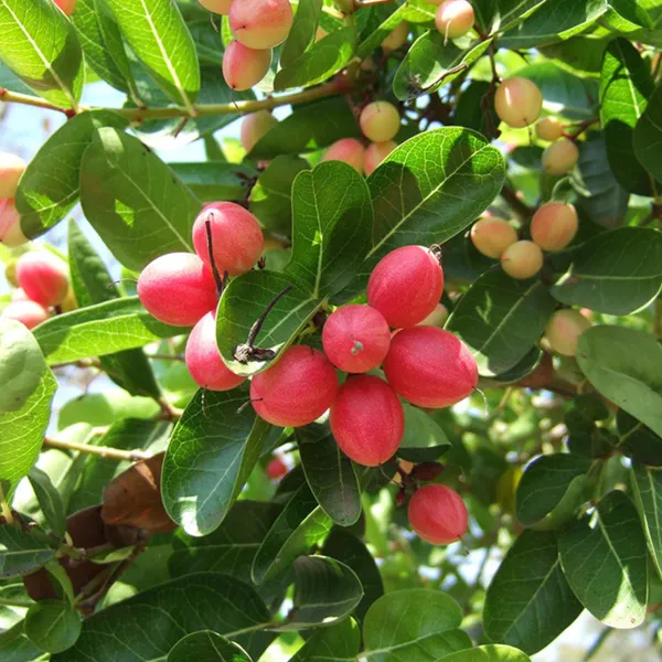 Carissa_Carandas_(Karonda_/_Karamcha)_Plant_|_Air_Layered_High_Yield_Variety_|_Sweet_Tangy_Fruits_|_Suitable_for_All_Climates_|_Healthy_Live_Plant_Guaranteed