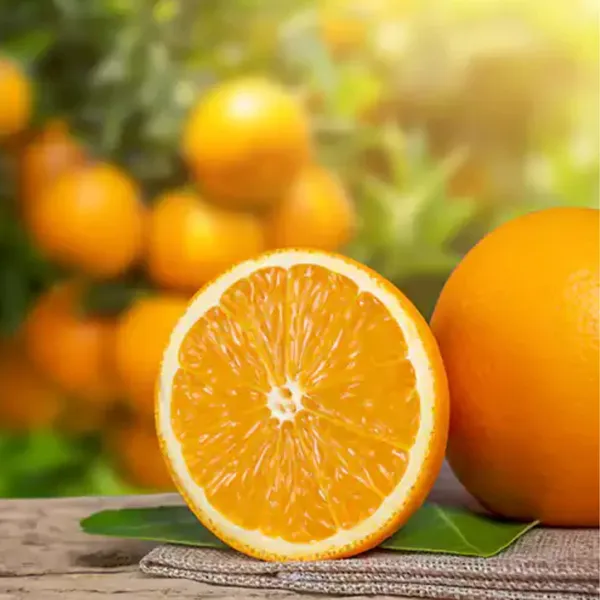China_3_Orange_Plant_|_Grafted_High_Yield_Variety_|_Sweet_Juicy_Fruits_|_Early_Fruiting_|_Healthy_Live_Plant_Guaranteed.