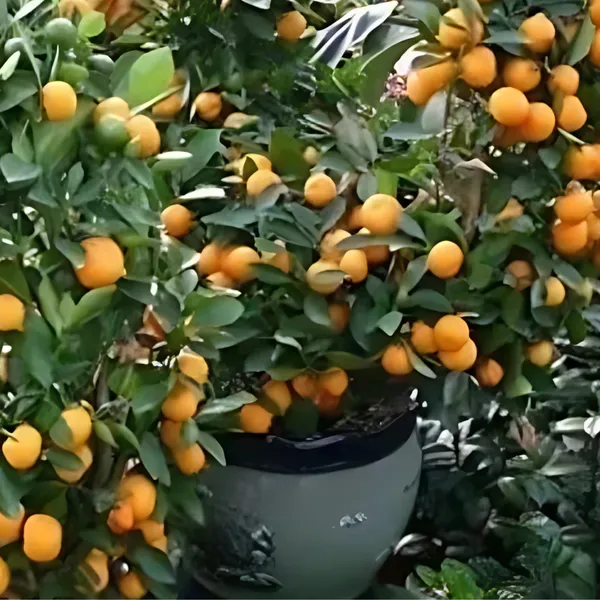 China_3_Orange_Plant_|_Grafted_High_Yield_Variety_|_Sweet_Juicy_Fruits_|_Early_Fruiting_|_Healthy_Live_Plant_Guaranteed.