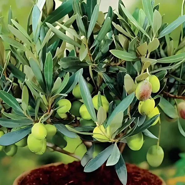 Sour_Indian_Olive_(Jalpai)_Plant_|_Air_Layered_High_Yield_Variety_|_Tangy_Flavorful_Fruits_|_Suitable_for_All_Climates_|_Healthy_Live_Plant_Guaranteed
