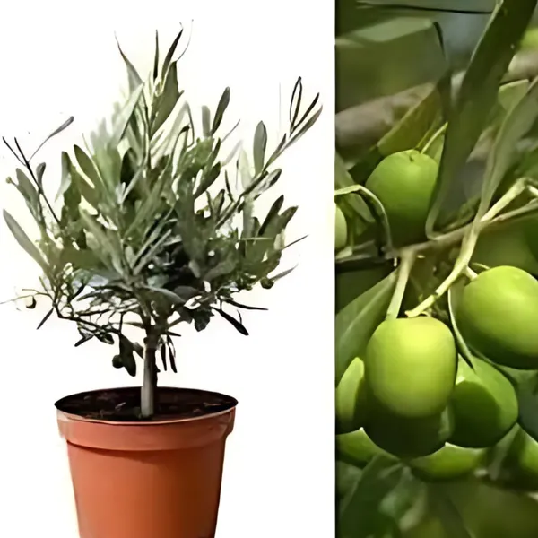 Sour_Indian_Olive_(Jalpai)_Plant_|_Air_Layered_High_Yield_Variety_|_Tangy_Flavorful_Fruits_|_Suitable_for_All_Climates_|_Healthy_Live_Plant_Guaranteed