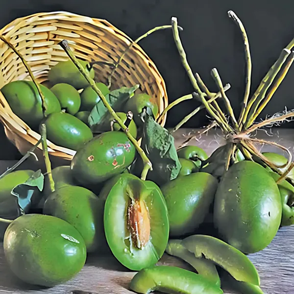 Sour_Indian_Olive_(Jalpai)_Plant_|_Air_Layered_High_Yield_Variety_|_Tangy_Flavorful_Fruits_|_Suitable_for_All_Climates_|_Healthy_Live_Plant_Guaranteed