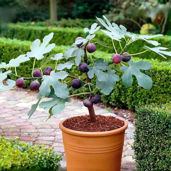 Mishriyo_Fig_Plant_|_Air_Layered_High_Yield_Variety_|_Sweet_Soft_Fruits_|_Suitable_for_Pots_&_Gardens_|_Healthy_Live_Plant_Guaranteed