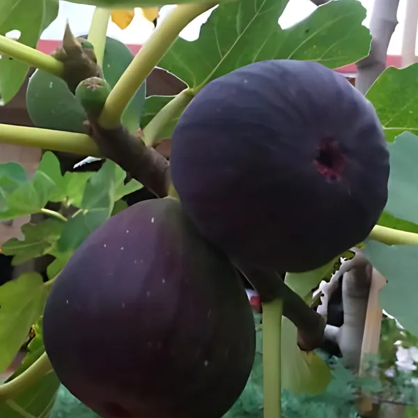 Mishriyo_Fig_Plant_|_Air_Layered_High_Yield_Variety_|_Sweet_Soft_Fruits_|_Suitable_for_Pots_&_Gardens_|_Healthy_Live_Plant_Guaranteed