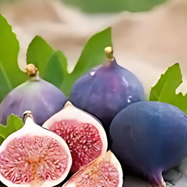 Mishriyo_Fig_Plant_|_Air_Layered_High_Yield_Variety_|_Sweet_Soft_Fruits_|_Suitable_for_Pots_&_Gardens_|_Healthy_Live_Plant_Guaranteed