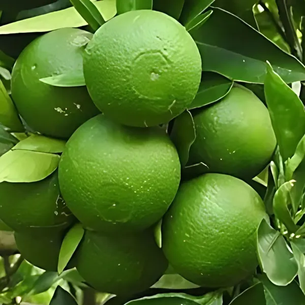 Mosambi_(Sweet_Lemon)_Plant_|_Grafted_High_Yield_Juicy_Variety_|_Early_Fruiting_|_Suitable_for_Pots_&_Gardens_|_Healthy_Live_Plant_Guaranteed
