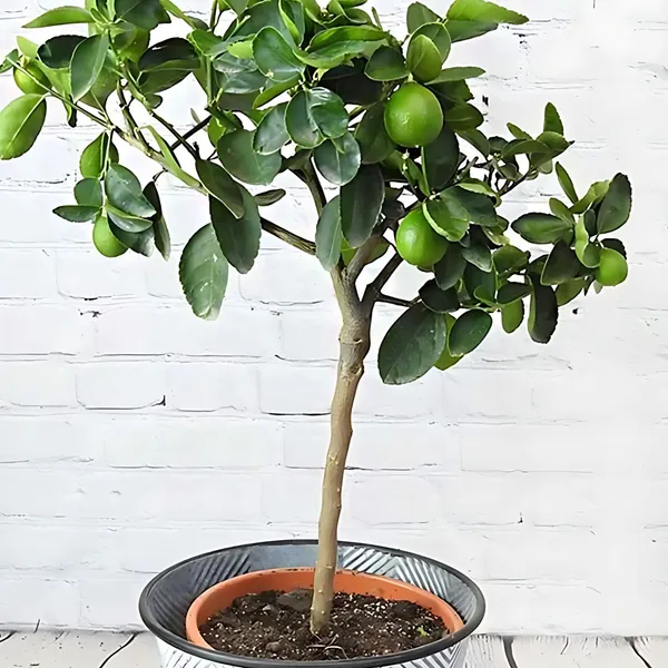 Mosambi_(Sweet_Lemon)_Plant_|_Grafted_High_Yield_Juicy_Variety_|_Early_Fruiting_|_Suitable_for_Pots_&_Gardens_|_Healthy_Live_Plant_Guaranteed
