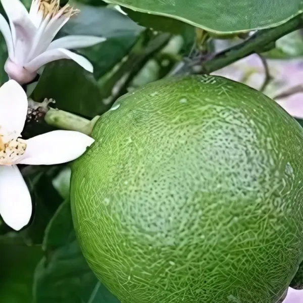 Mosambi_(Sweet_Lemon)_Plant_|_Grafted_High_Yield_Juicy_Variety_|_Early_Fruiting_|_Suitable_for_Pots_&_Gardens_|_Healthy_Live_Plant_Guaranteed