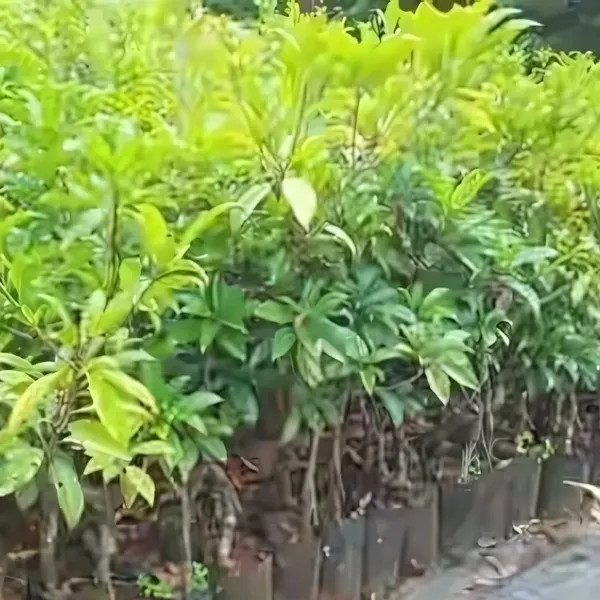 Thai_Chiku_Plant_|_Grafted_Sweet_Variety_|_High_Yield_|_Early_Fruiting_|_Healthy_Live_Plant_Guaranteed