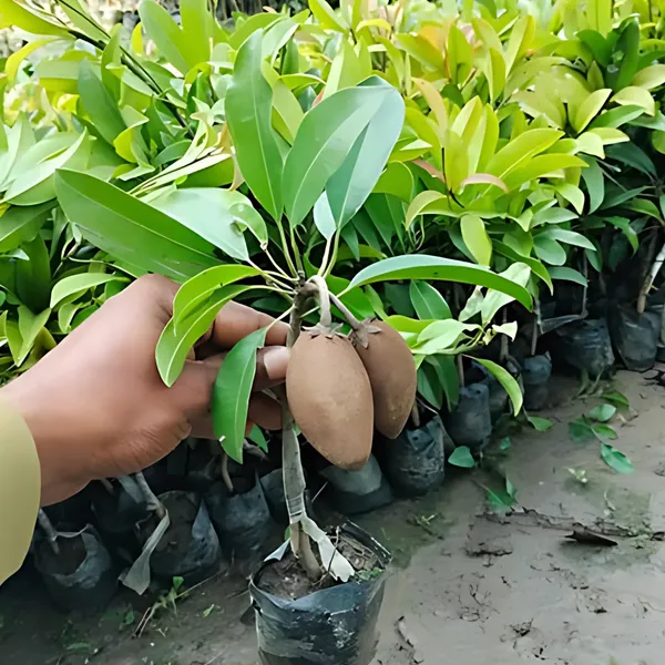 Thai_Chiku_Plant_|_Grafted_Sweet_Variety_|_High_Yield_|_Early_Fruiting_|_Healthy_Live_Plant_Guaranteed
