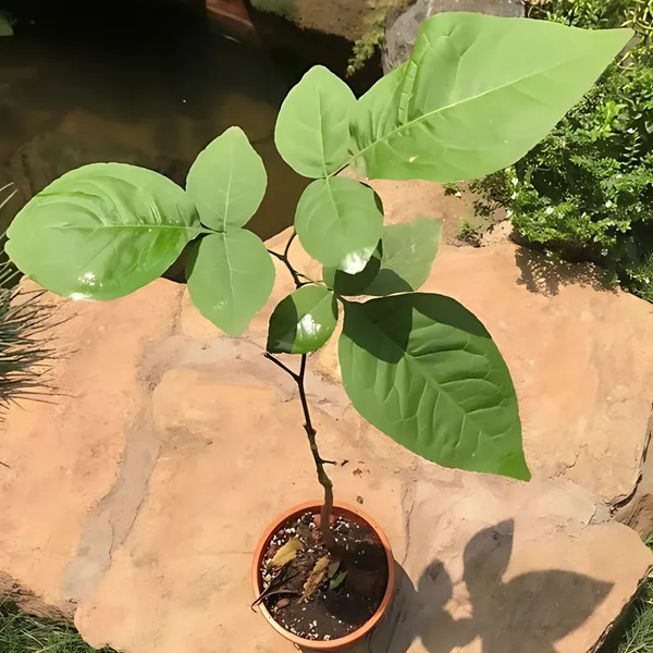 Bel_(Wood_Apple)_Plant_|_Grafted_High_Yield_Variety_|_Sweet_Aromatic_Fruits_|_Medicinal_&_Sacred_Tree_|_Healthy_Live_Plant_Guaranteed