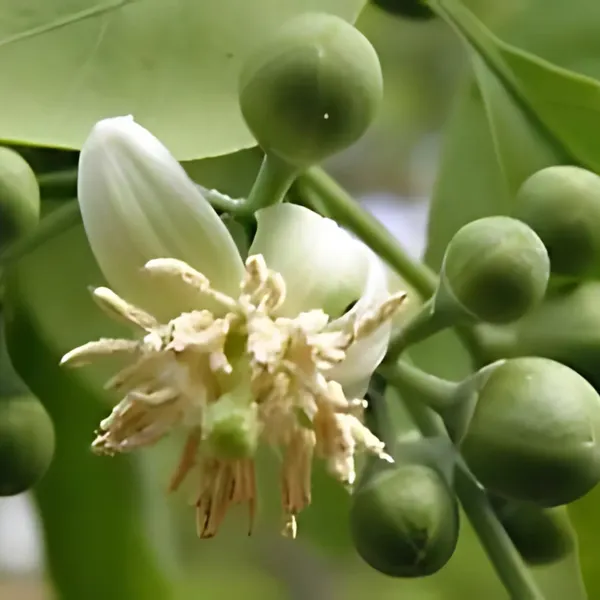 Bel_(Wood_Apple)_Plant_|_Grafted_High_Yield_Variety_|_Sweet_Aromatic_Fruits_|_Medicinal_&_Sacred_Tree_|_Healthy_Live_Plant_Guaranteed