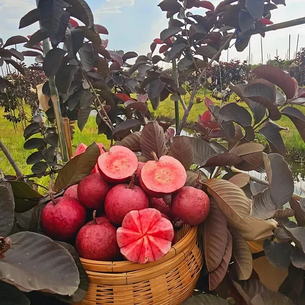 Black_Diamond_Red_Guava_Plant_|_Grafted_Exotic_Hybrid_Variety_|_Deep_Red_Sweet_Fruits_|_High_Yield_|_Healthy_Live_Plant_Guaranteed