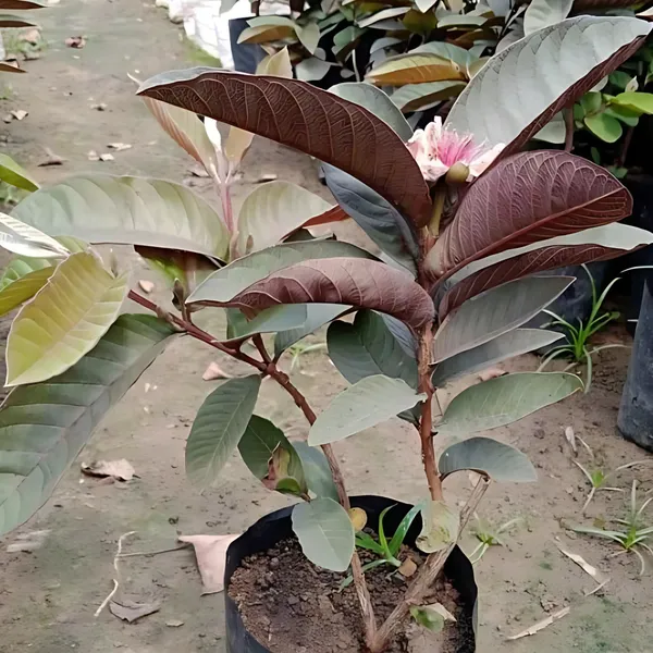 Black_Diamond_Red_Guava_Plant_|_Grafted_Exotic_Hybrid_Variety_|_Deep_Red_Sweet_Fruits_|_High_Yield_|_Healthy_Live_Plant_Guaranteed