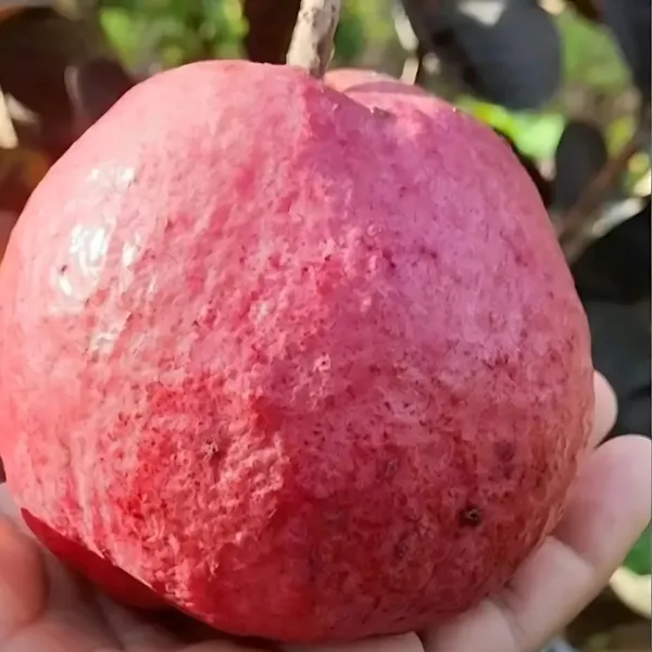 Black_Diamond_Red_Guava_Plant_|_Grafted_Exotic_Hybrid_Variety_|_Deep_Red_Sweet_Fruits_|_High_Yield_|_Healthy_Live_Plant_Guaranteed