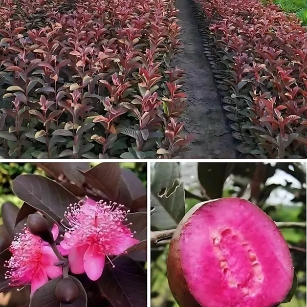 Black_Diamond_Red_Guava_Plant_|_Grafted_Exotic_Hybrid_Variety_|_Deep_Red_Sweet_Fruits_|_High_Yield_|_Healthy_Live_Plant_Guaranteed