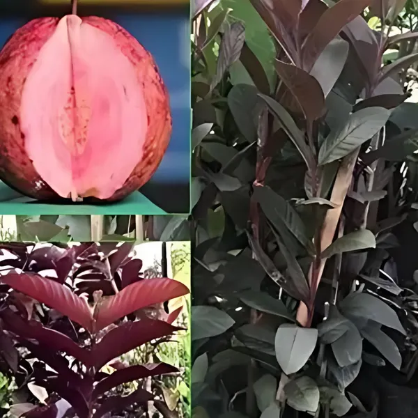 Thai_Red_Guava_Plant_|_Air_Layered_Exotic_High_Yield_Variety_|_Deep_Red_Sweet_Fruits_|_Early_Fruiting_|_Healthy_Live_Plant_Guaranteed.