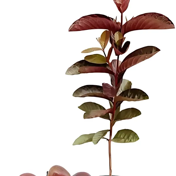 Thai_Red_Guava_Plant_|_Air_Layered_Exotic_High_Yield_Variety_|_Deep_Red_Sweet_Fruits_|_Early_Fruiting_|_Healthy_Live_Plant_Guaranteed.