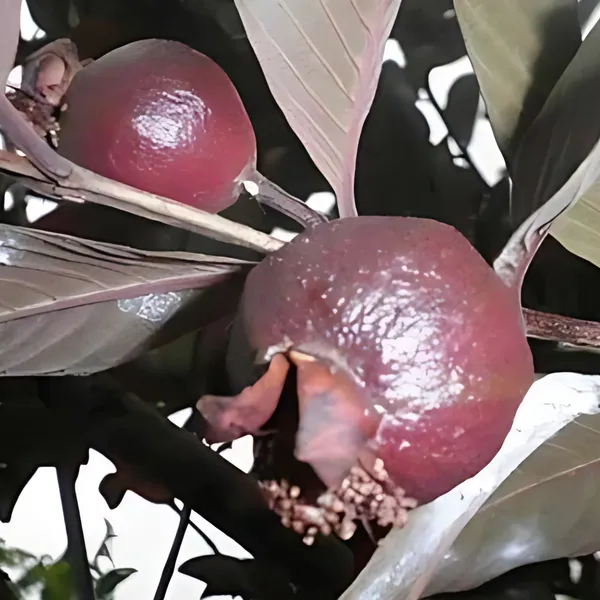 Thai_Red_Guava_Plant_|_Air_Layered_Exotic_High_Yield_Variety_|_Deep_Red_Sweet_Fruits_|_Early_Fruiting_|_Healthy_Live_Plant_Guaranteed.