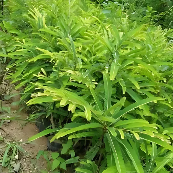 Green_Amla_Plant_|_Grafted_High_Yield_Variety_|_Rich_in_Vitamin_C_|_Early_Fruiting_|_Healthy_Live_Plant_Guaranteed