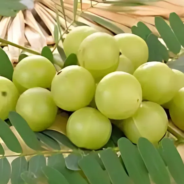 Green_Amla_Plant_|_Grafted_High_Yield_Variety_|_Rich_in_Vitamin_C_|_Early_Fruiting_|_Healthy_Live_Plant_Guaranteed