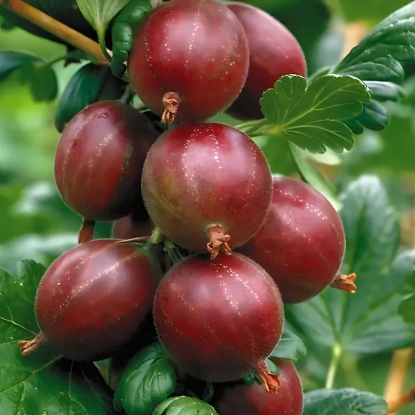 Red_Amla_Plant_|_Grafted_Rare_High_Yield_Variety_|_Rich_in_Vitamin_C_|_Early_Fruiting_|_Healthy_Live_Plant_Guaranteed.