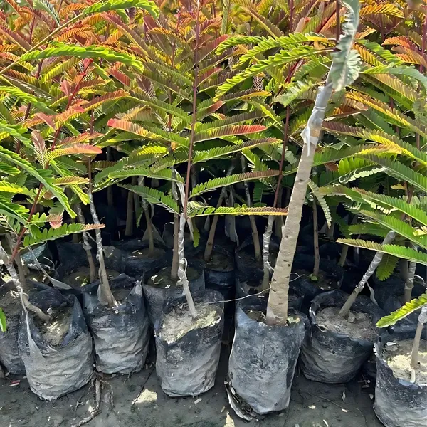 Red_Amla_Plant_|_Grafted_Rare_High_Yield_Variety_|_Rich_in_Vitamin_C_|_Early_Fruiting_|_Healthy_Live_Plant_Guaranteed.