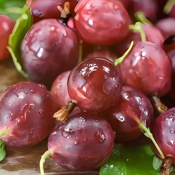 Red_Amla_Plant_|_Grafted_Rare_High_Yield_Variety_|_Rich_in_Vitamin_C_|_Early_Fruiting_|_Healthy_Live_Plant_Guaranteed.