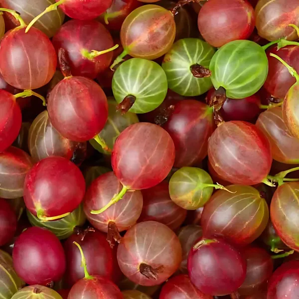 Red_Amla_Plant_|_Grafted_Rare_High_Yield_Variety_|_Rich_in_Vitamin_C_|_Early_Fruiting_|_Healthy_Live_Plant_Guaranteed.