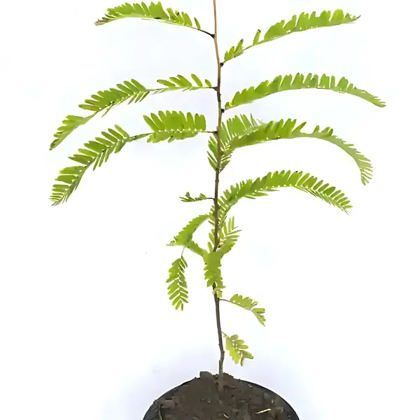 Red_Amla_Plant_|_Grafted_Rare_High_Yield_Variety_|_Rich_in_Vitamin_C_|_Early_Fruiting_|_Healthy_Live_Plant_Guaranteed.