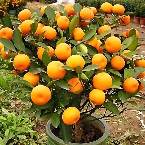 Nagpur_Orange_Plant_|_Grafted