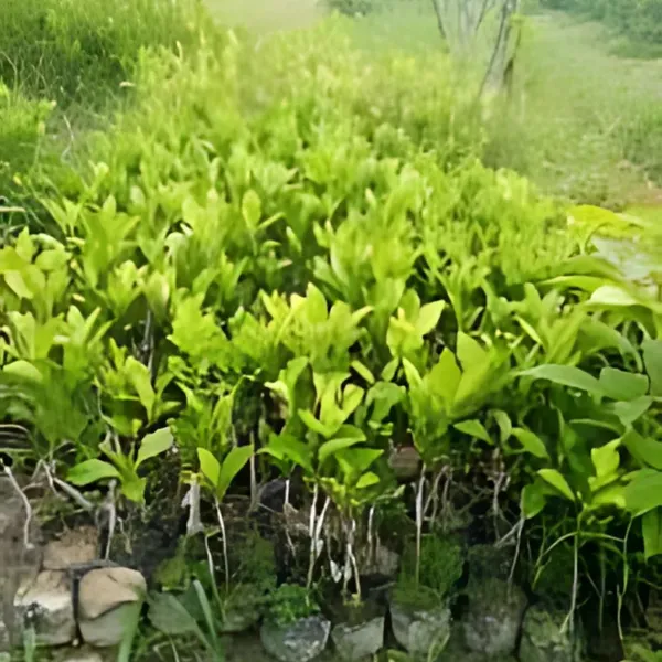 Nagpur_Orange_Plant_|_Grafted