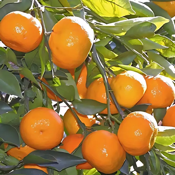 Nagpur_Orange_Plant_|_Grafted