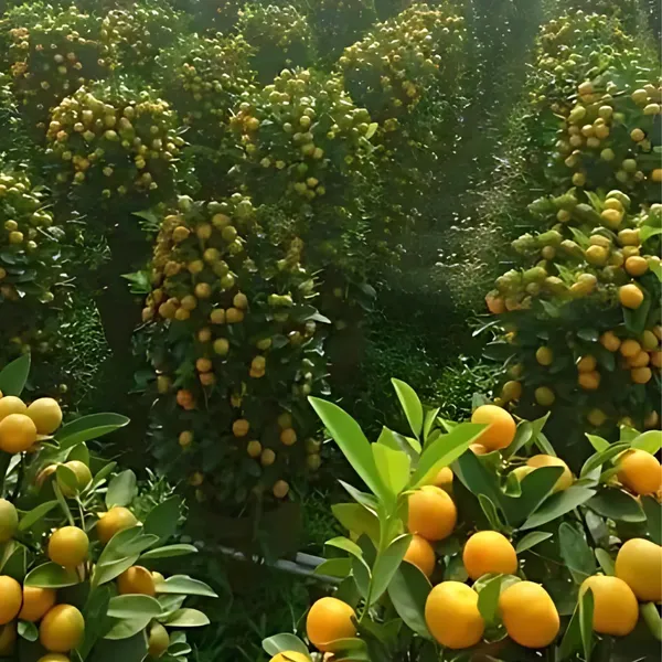 Nagpur_Orange_Plant_|_Grafted