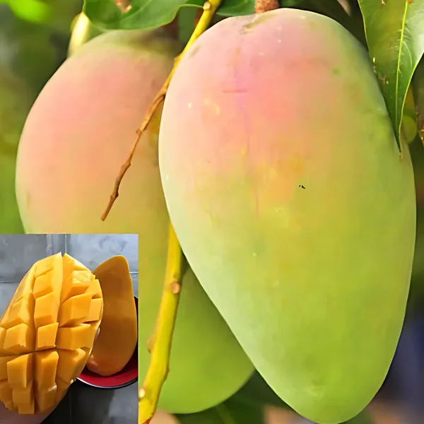 Catimon_Mango_Plant_|_Grafted_Exotic_Hybrid_Variety_|_Sweet_Aromatic_Fruits_|_High_Yield_|_Healthy_Live_Plant_Guaranteed