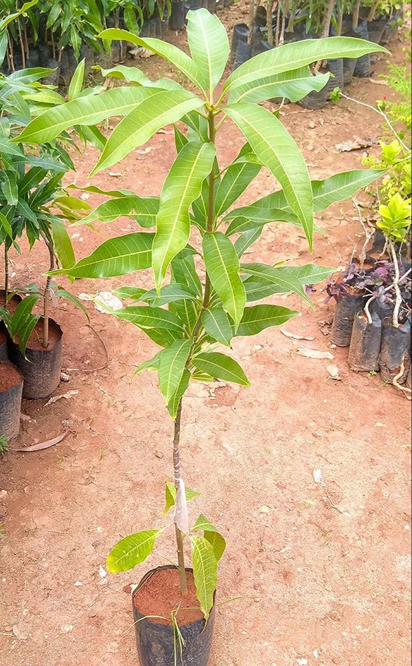 Catimon_Mango_Plant_|_Grafted_Exotic_Hybrid_Variety_|_Sweet_Aromatic_Fruits_|_High_Yield_|_Healthy_Live_Plant_Guaranteed